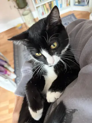 Domino