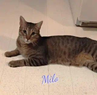 Milo #lovey-dovery