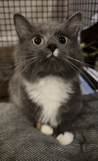 Pixie