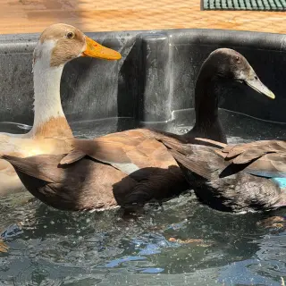 Female ducks!
