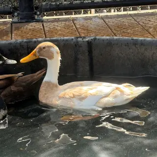 Female ducks!