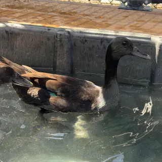 Female ducks!