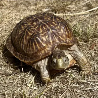 Peanut