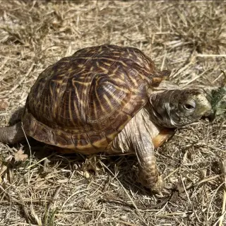 Peanut
