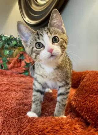 Fonzie