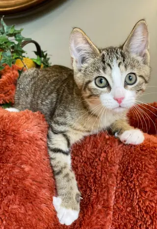 Fonzie