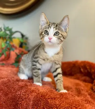 Fonzie