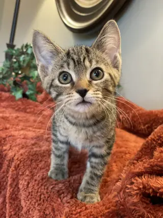 Ivan