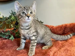 Ivan