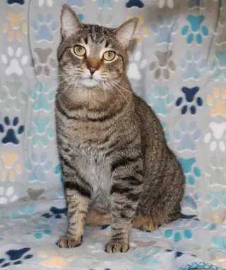 Fat Cat-PB - 44272