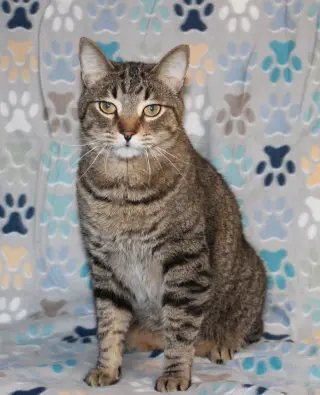 Fat Cat-PB - 44272