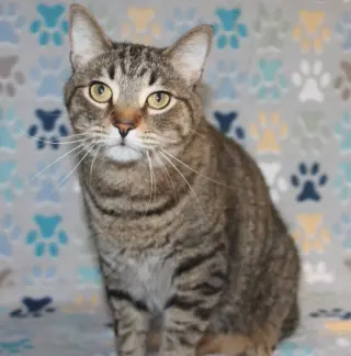 Fat Cat-PB - 44272
