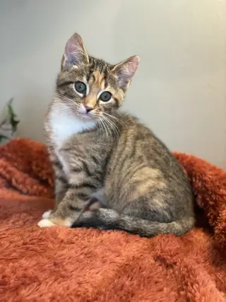 Hailey