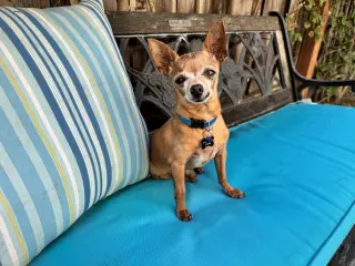 Buddy Boy