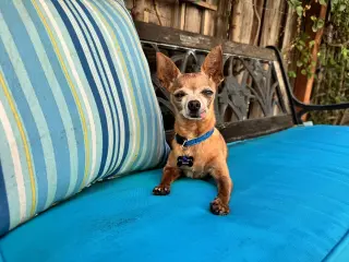 Buddy Boy
