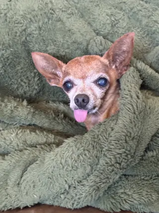 Buddy Boy