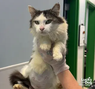 Pretty Kitty