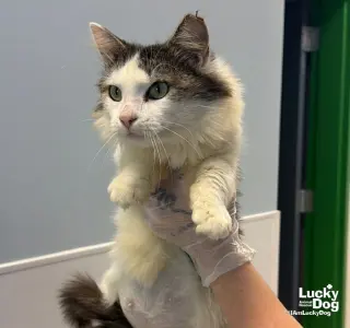 Pretty Kitty
