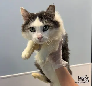 Pretty Kitty