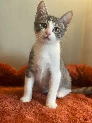 Nimbus