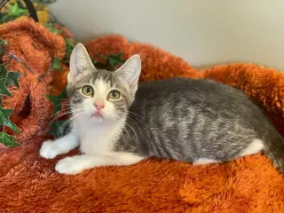 Nimbus