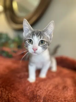 Nimbus