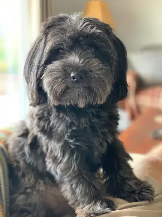 Chewie