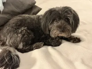 Chewie