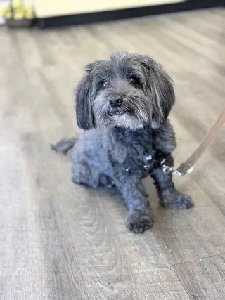Chewie