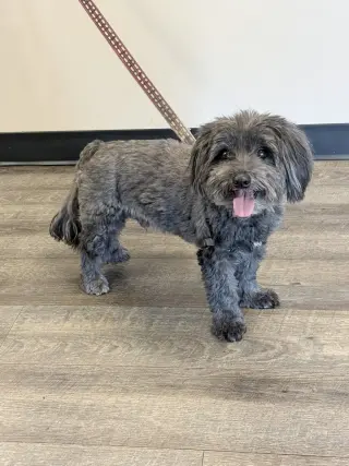 Chewie