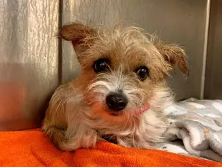 Tuli - Foster or Adopt Me!