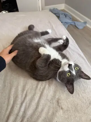 Pot Roast
