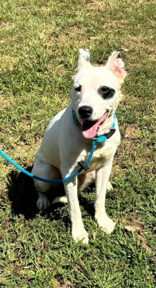 Linus - At shelter available 9/25