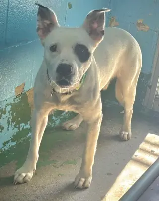 Linus - At shelter available 9/25