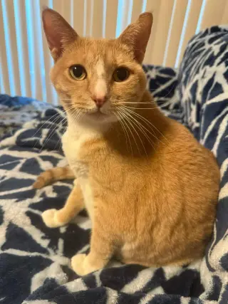 RouRou (Courtesy Post)