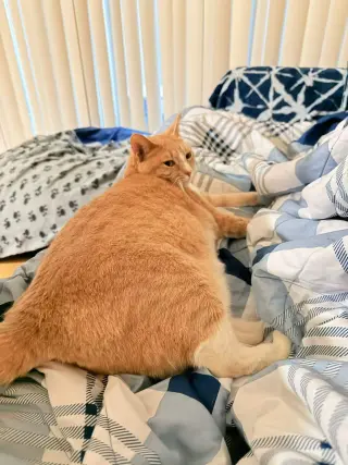 RouRou (Courtesy Post)