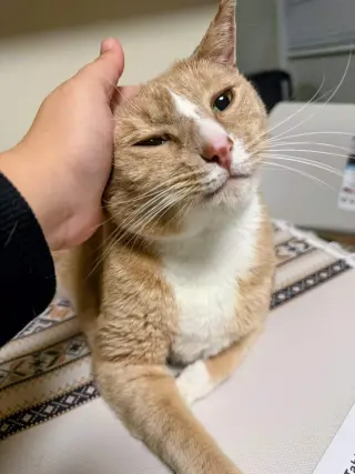 RouRou (Courtesy Post)