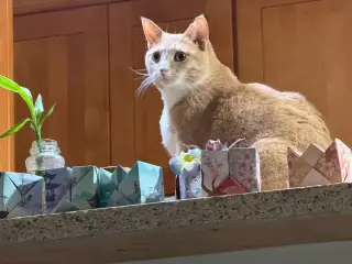 RouRou (Courtesy Post)