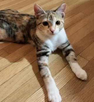 ivy