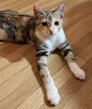 ivy