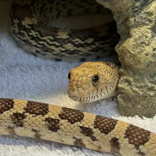 Pepper