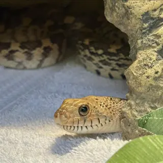 Pepper