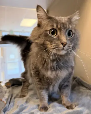 Gilbert