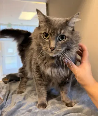 Gilbert