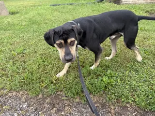 Luther (Available 09/25/2026)