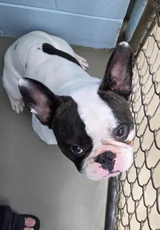 Rex