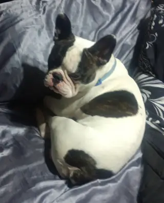 Rex