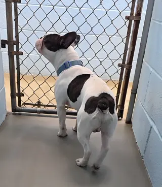 Rex