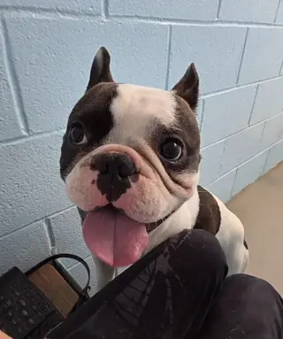 Rex