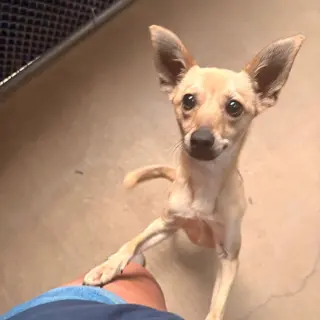 Harley